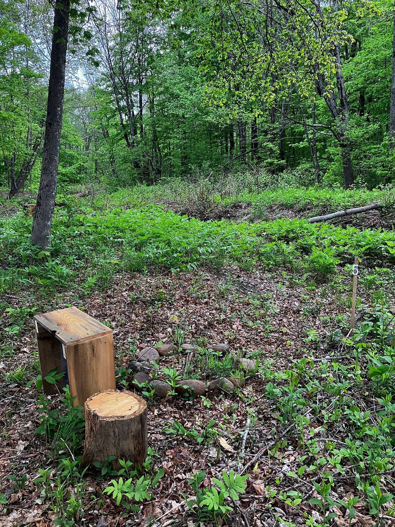 Picture of the site