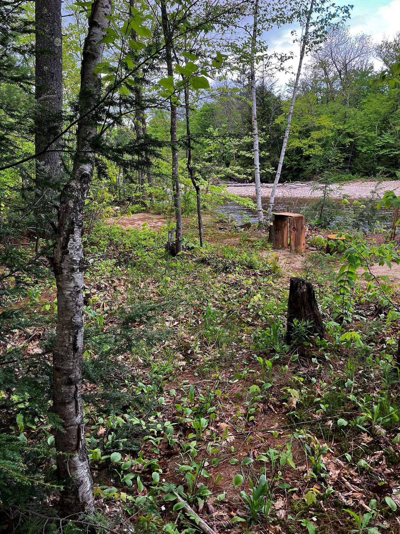 Picture of the site