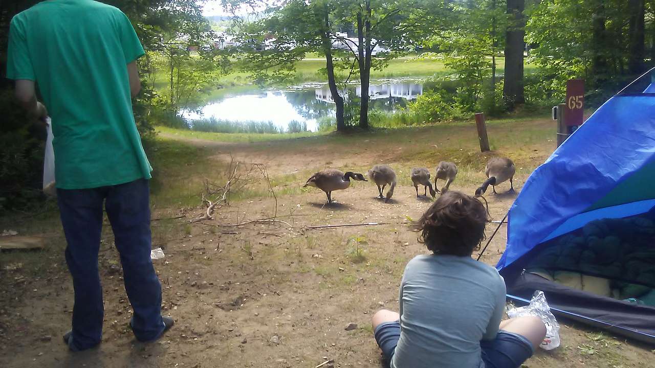 Picture of the site