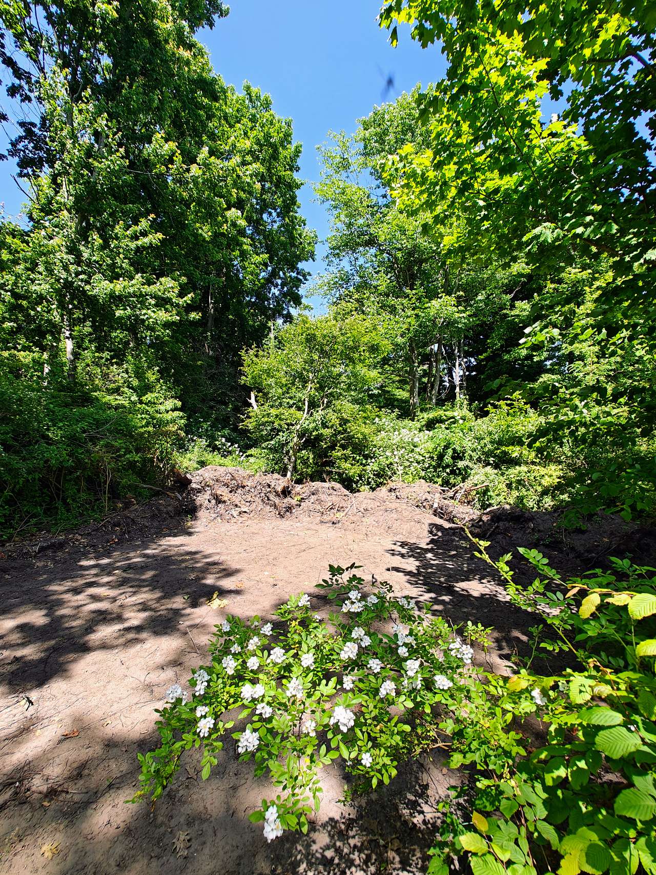 Picture of the site