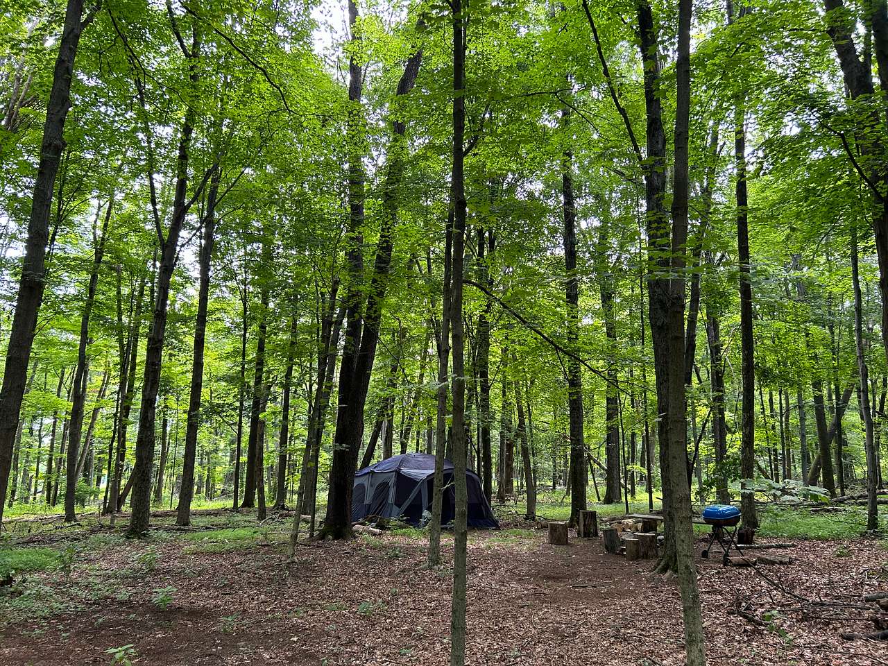Picture of the site