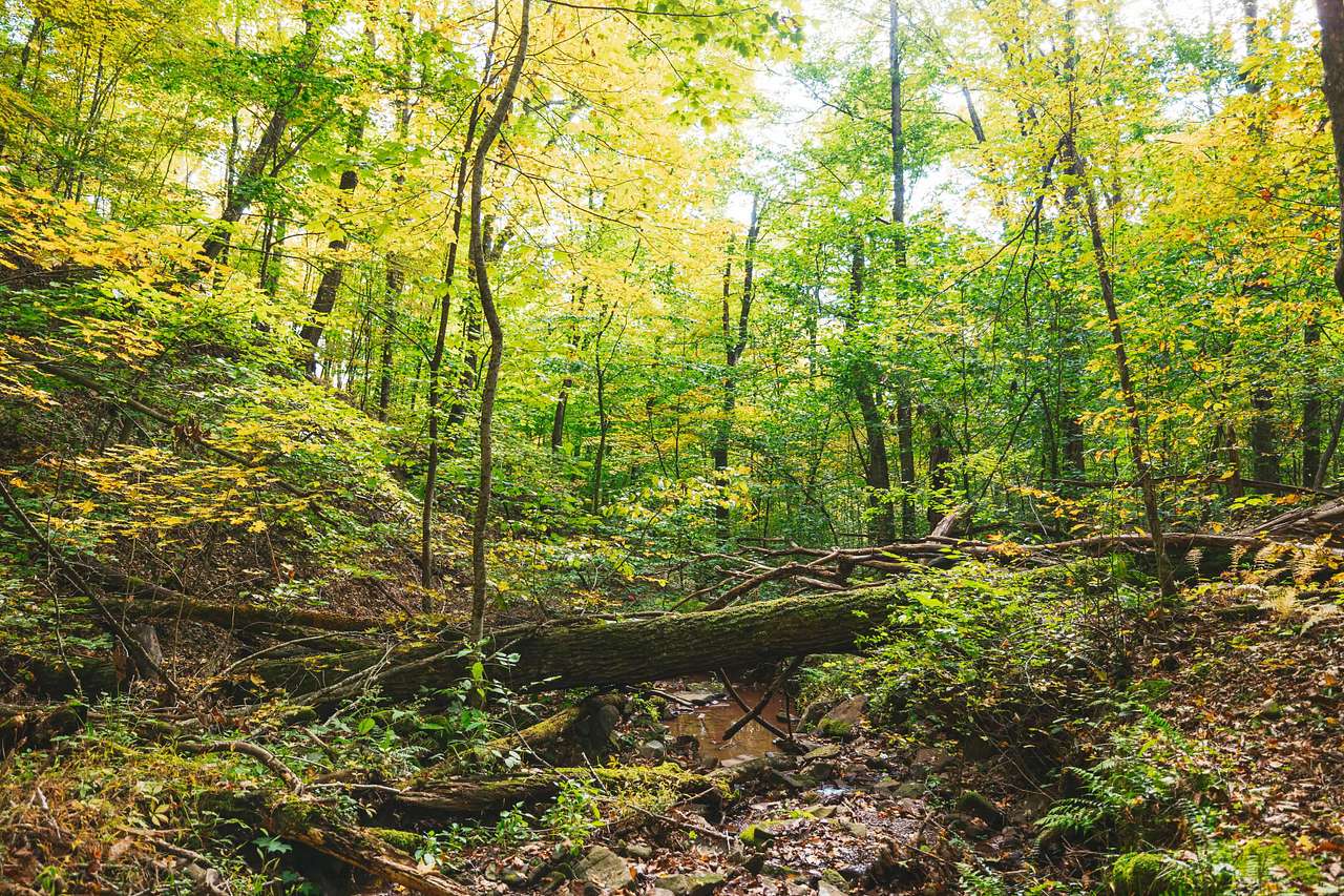 View more photos of Yew Mountain Center 500-Acre Nature Sanctuary