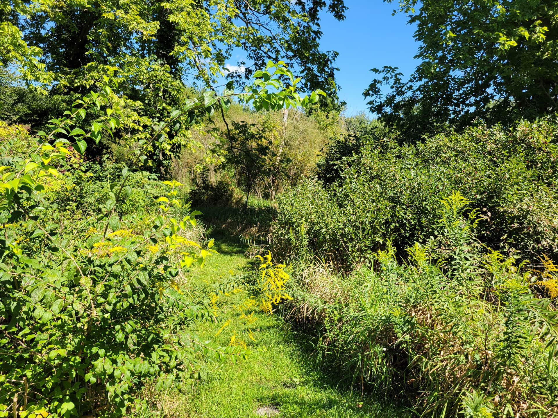 Picture of the site