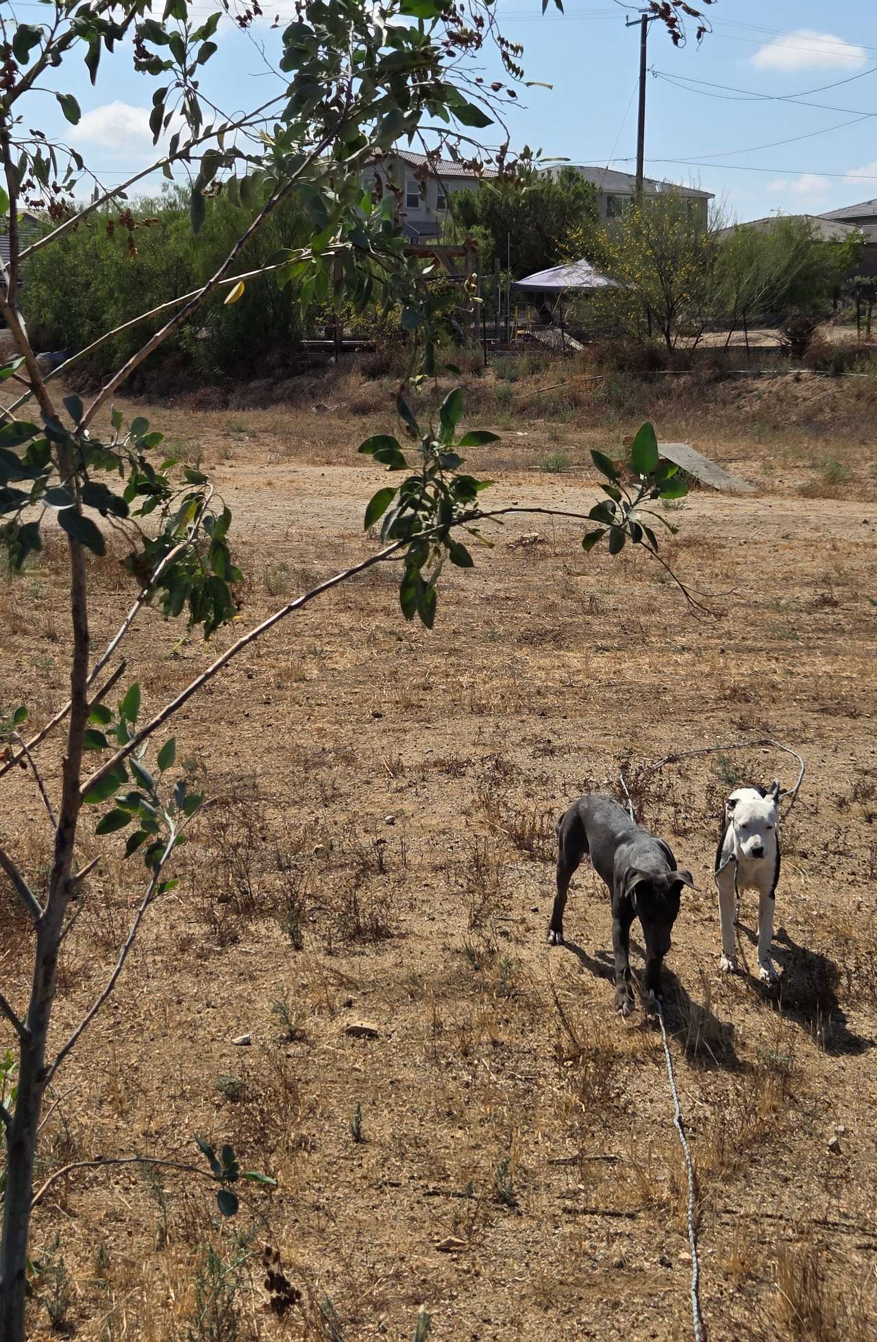 Picture of the site