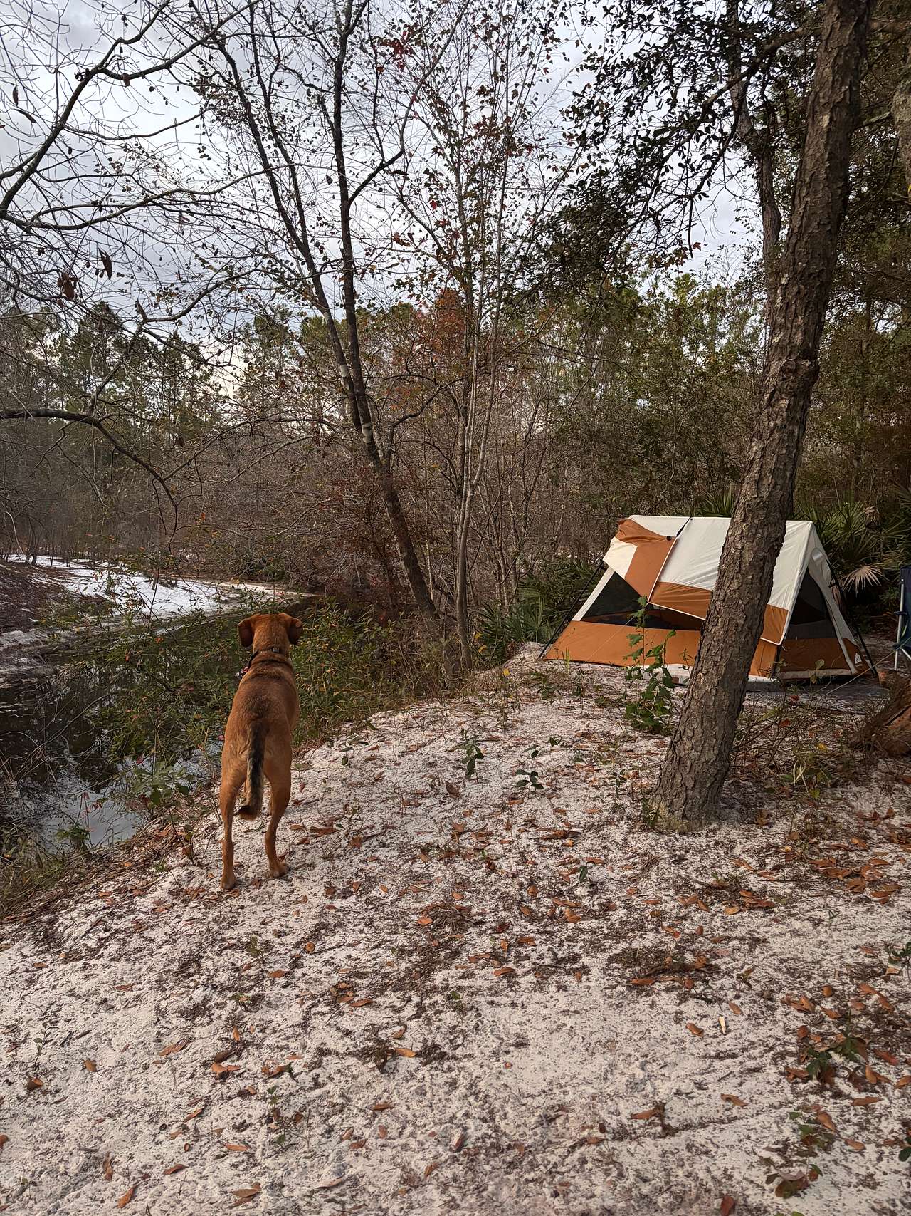 Picture of the site