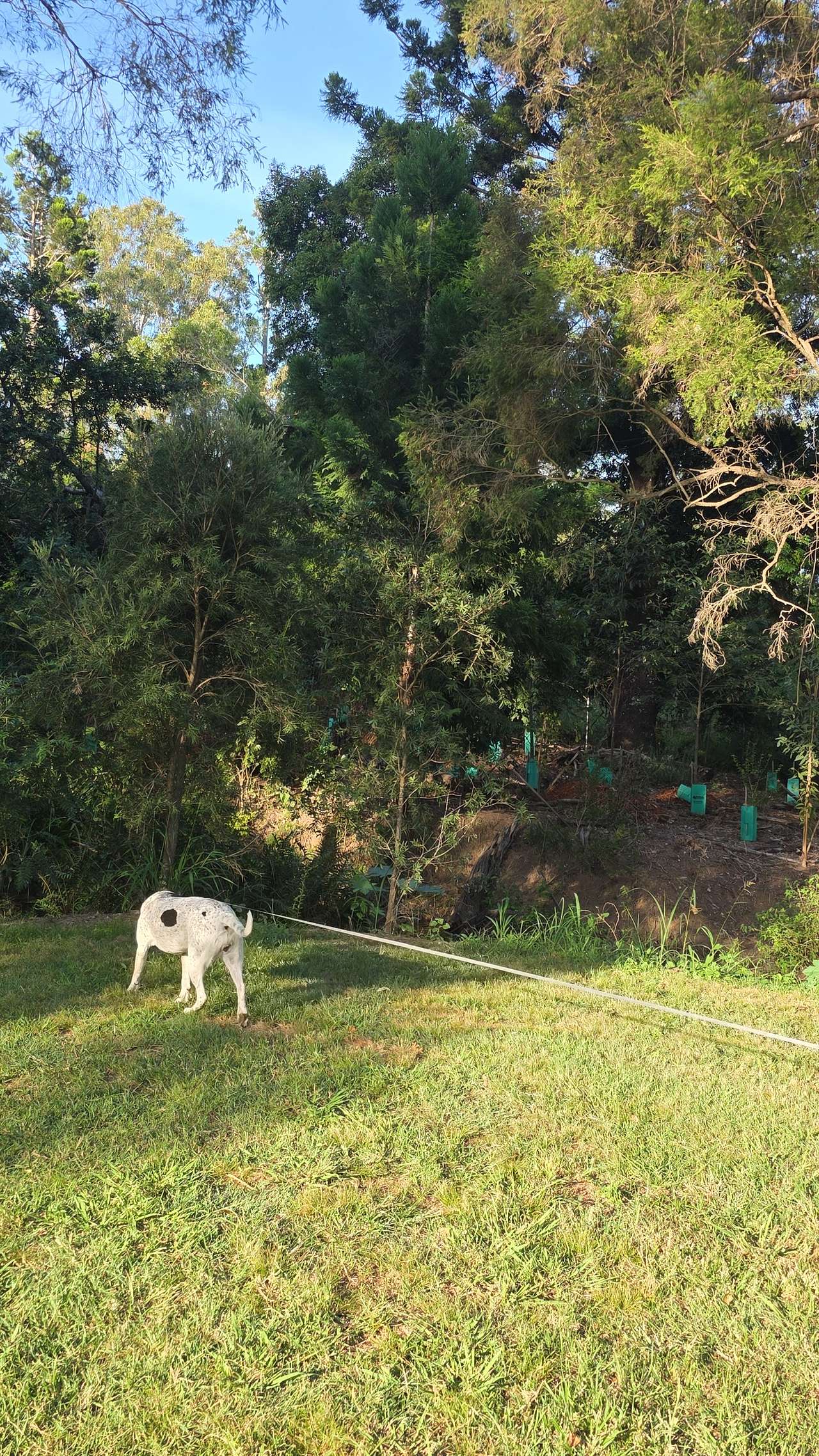 View pets photos of Eco Farm Nature Retreat