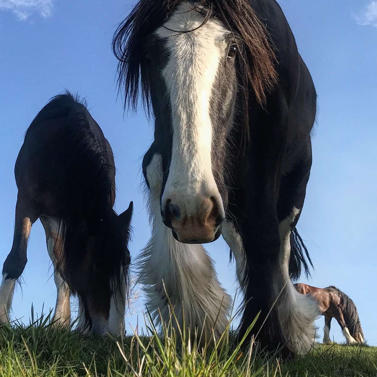 View pets photos of Hill Top Farm Meander Tasmania
