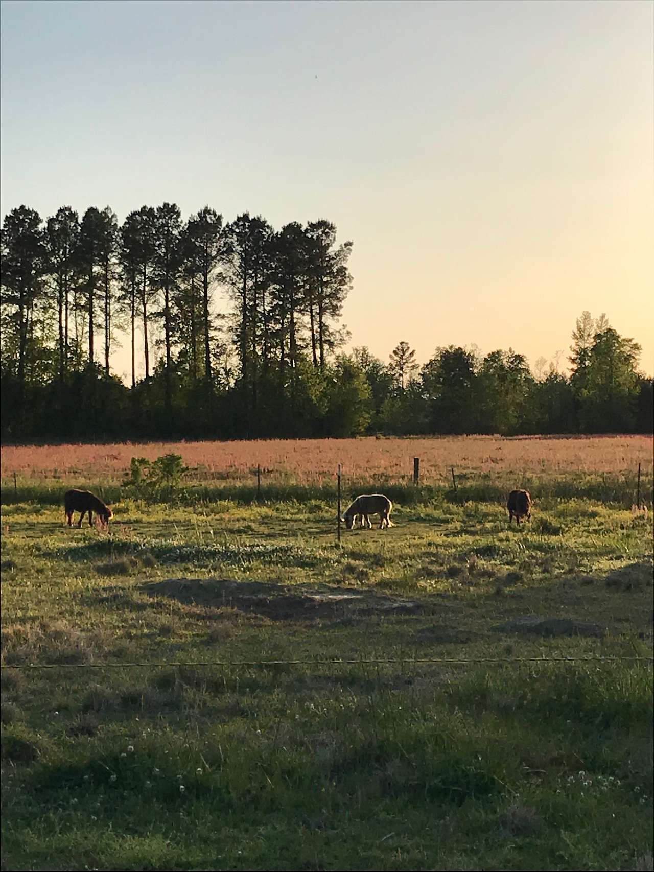 Farm near New Bern and the Crystal Coast.