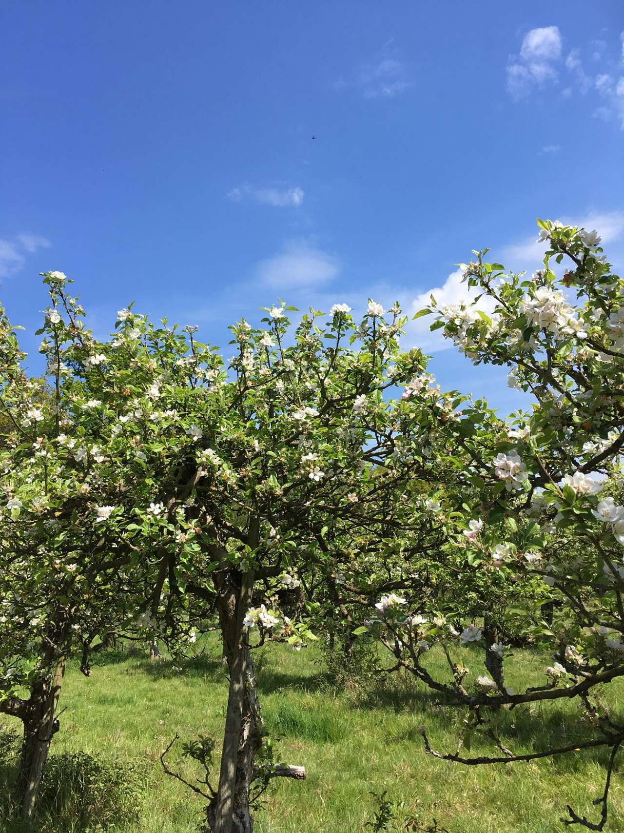 The Apple Farm