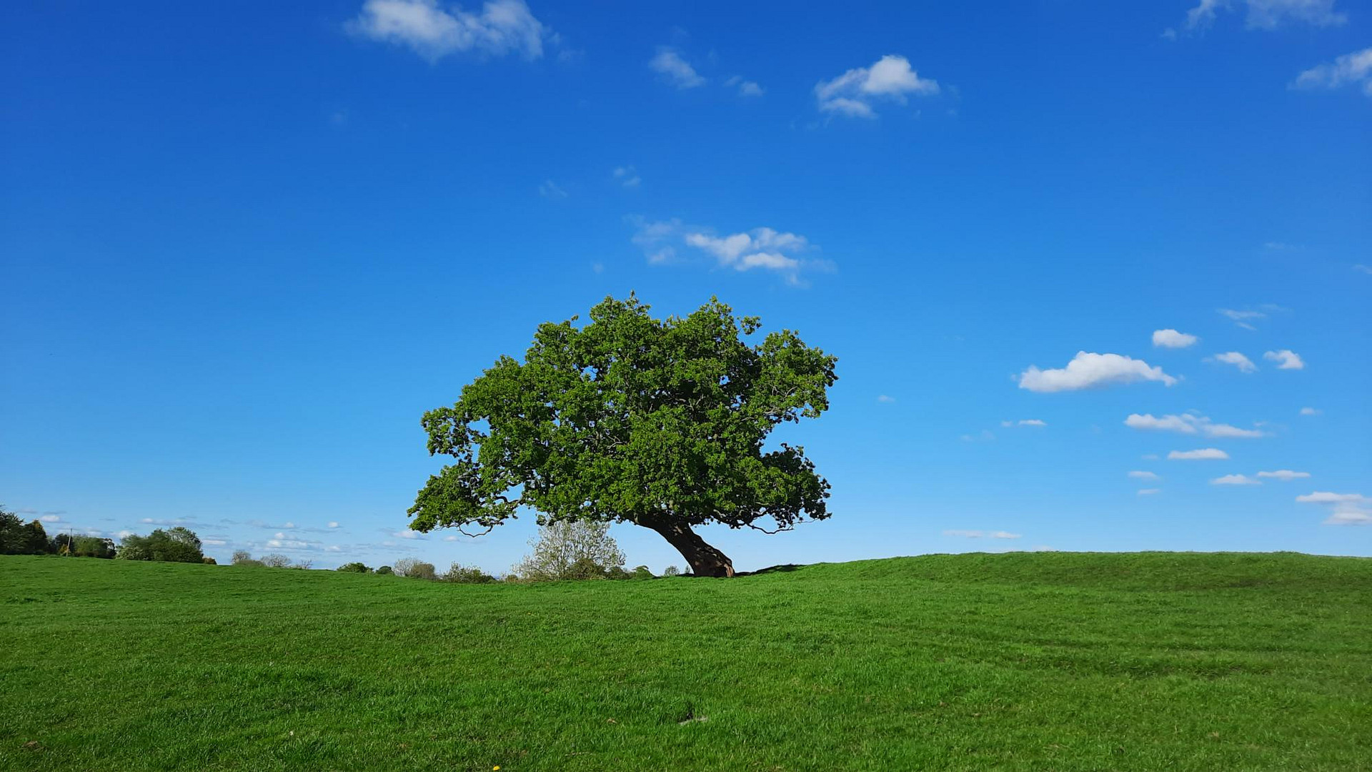 Tipsy Tree