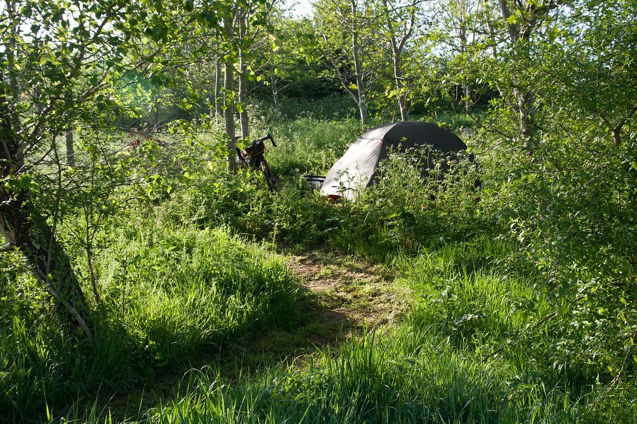 May 2018 - before ash trees were cut down! Small woodland pitch No. 1