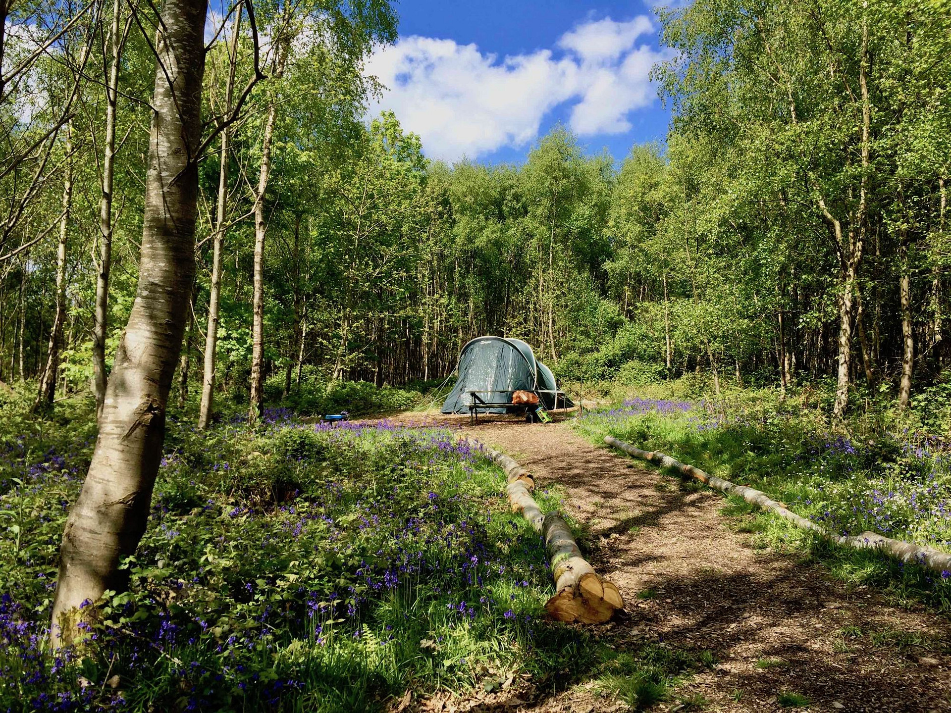 Forest Tent Pitch