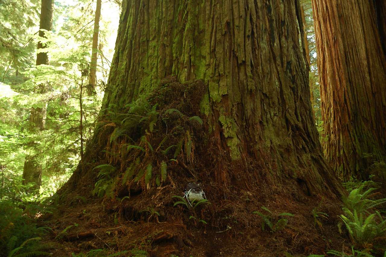 Jedediah Smith Redwoods State Park