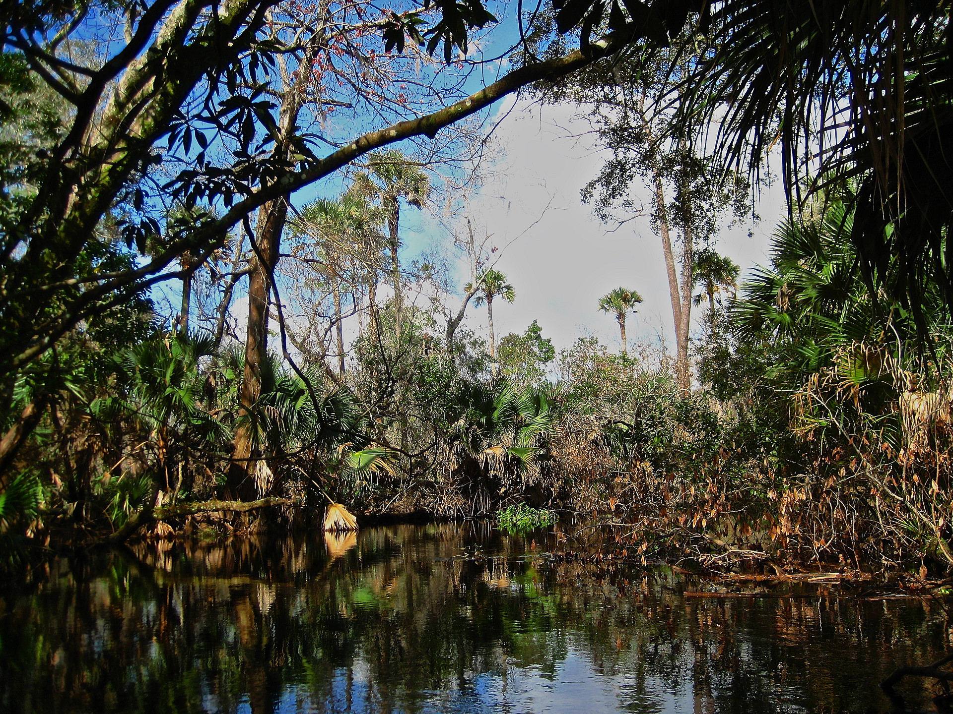 Ocala National Forest
