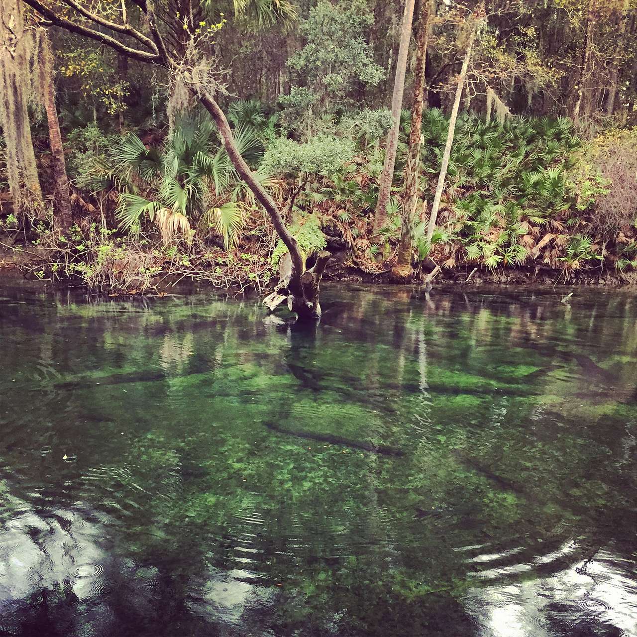 Blue Spring Campground