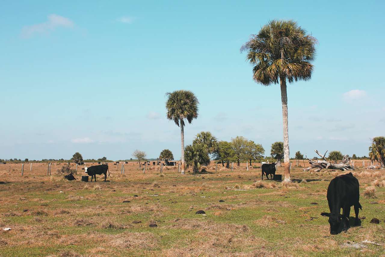 Kilpatrick Hammock Campground