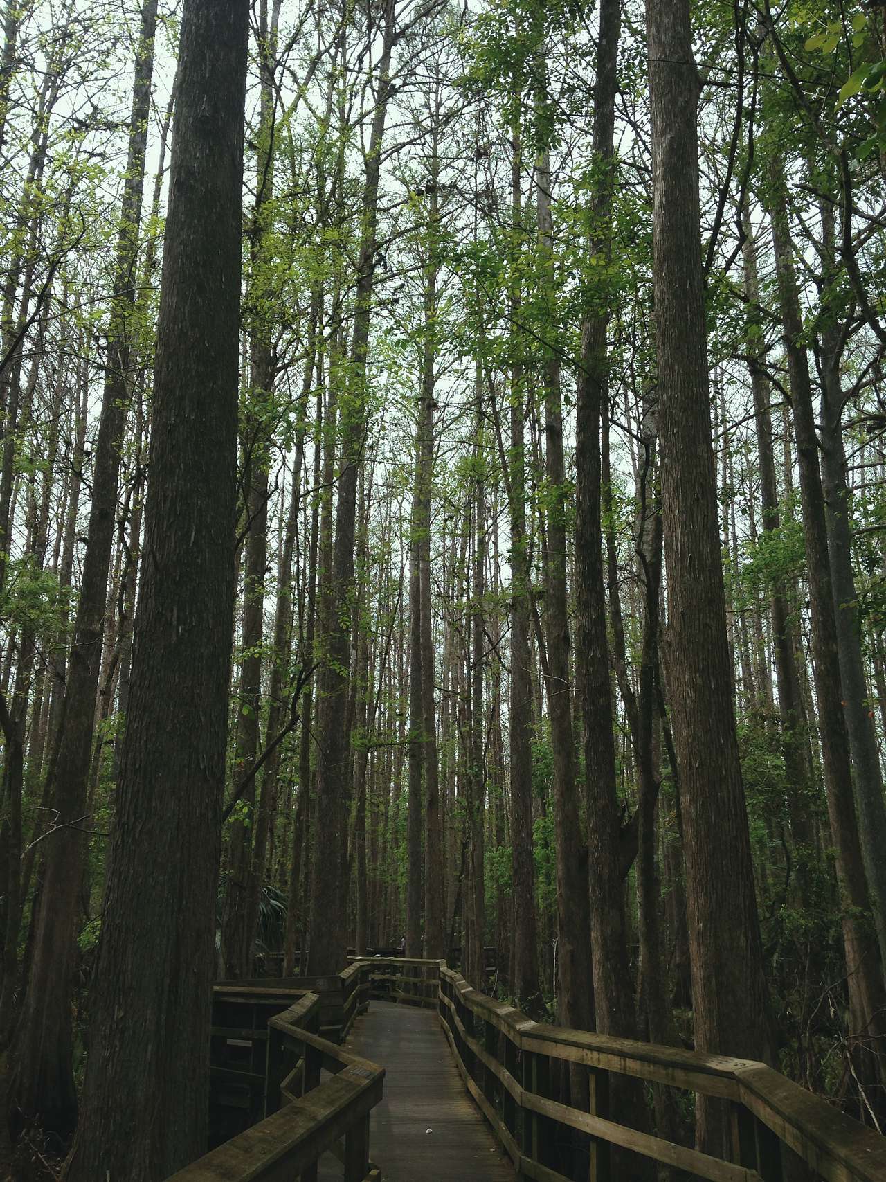 Highlands Hammock Campground