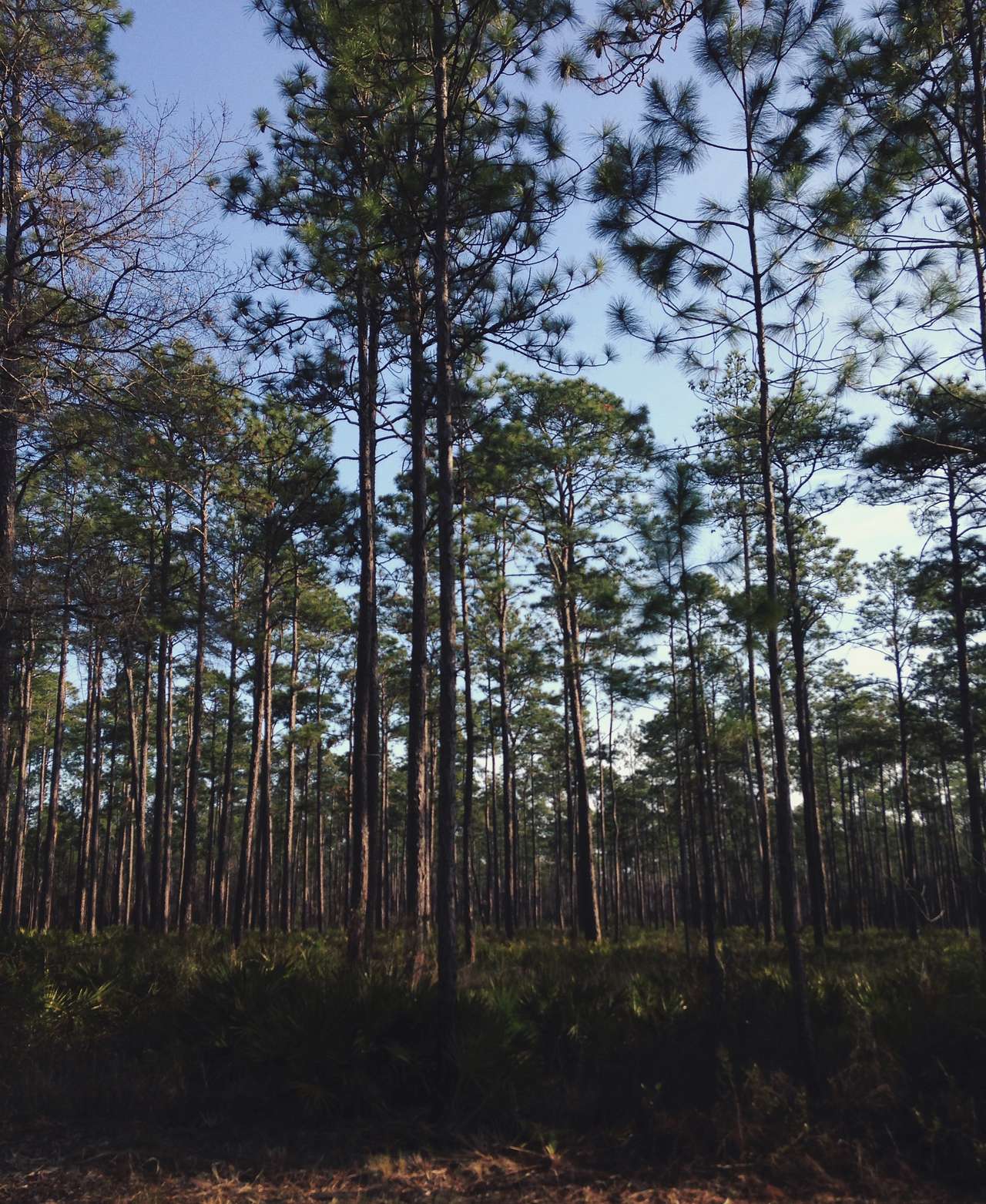 Apalachicola National Forest