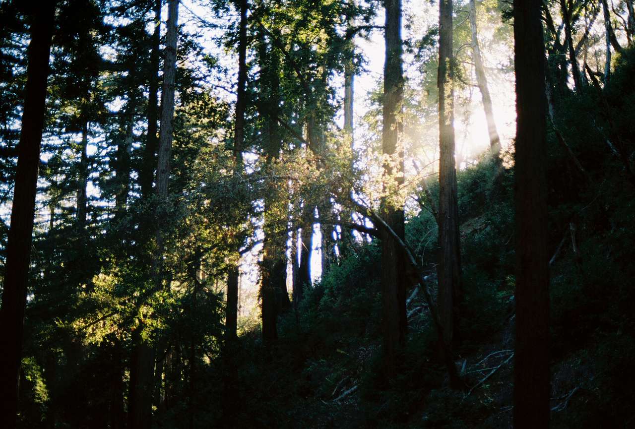 Julia Pfeiffer Burns State Park - Ewoldson Trail