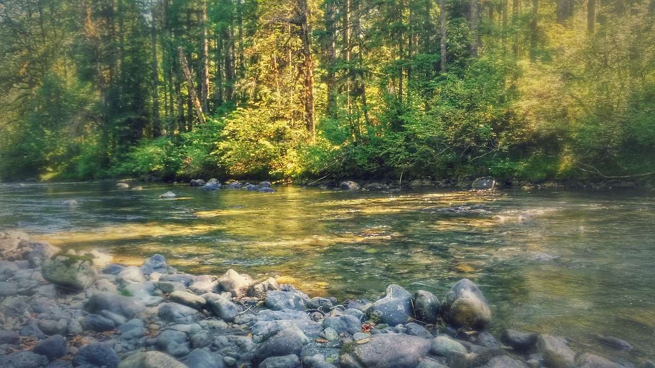 Just on the river from Site 13 facing SSE along the river.