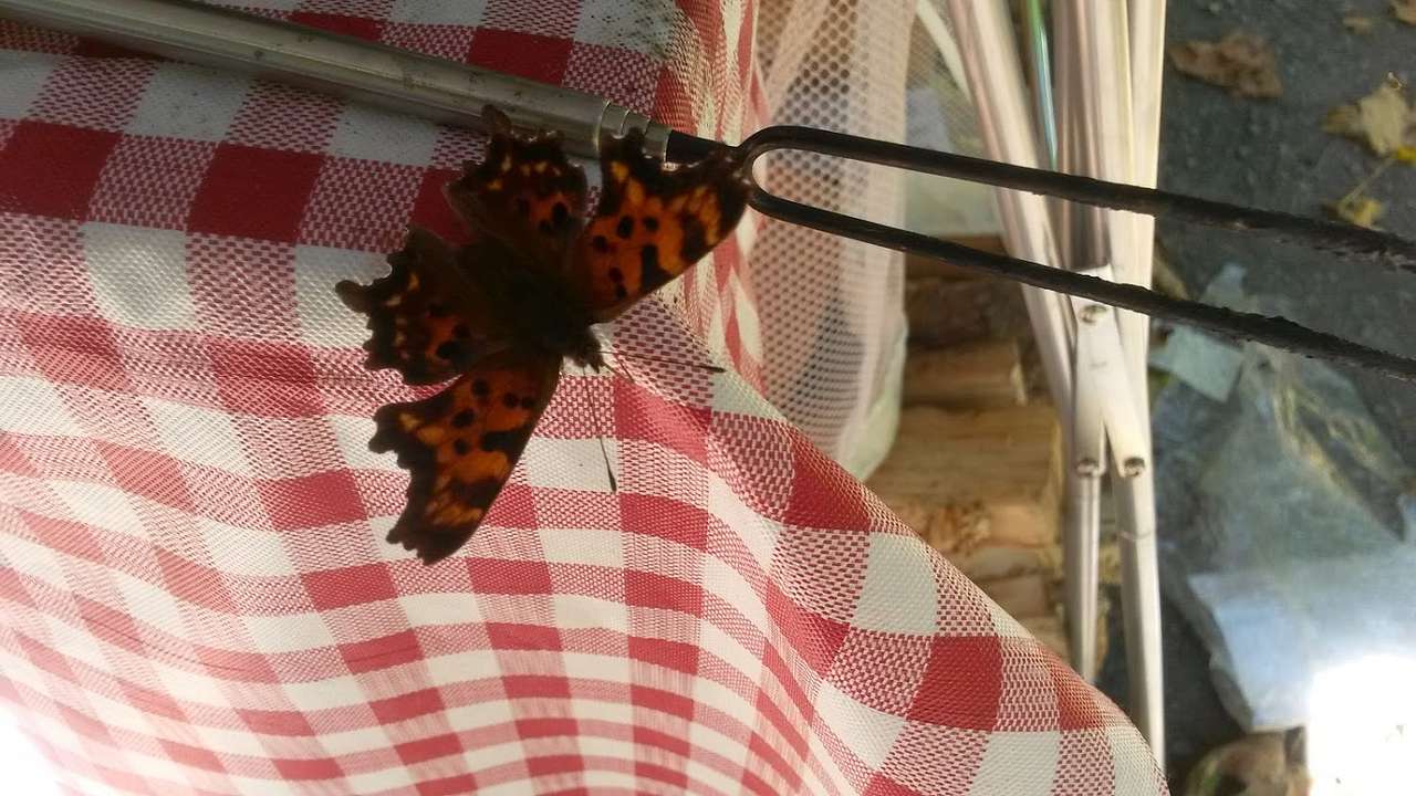 Collins - Butterfly Approved :-D