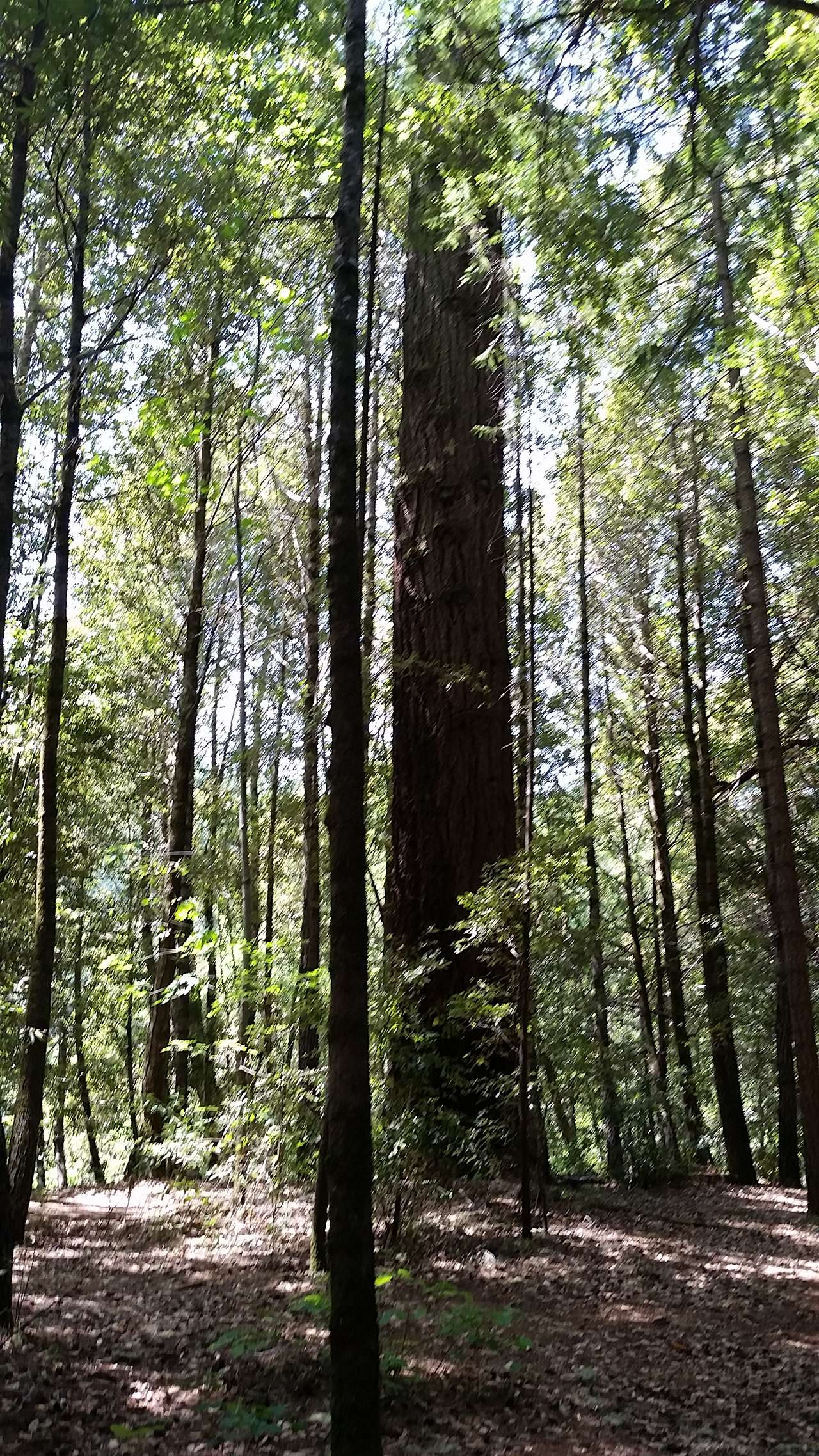 Big beautiful redwoods. The campsites are shaded but allow some nice sunlight through!