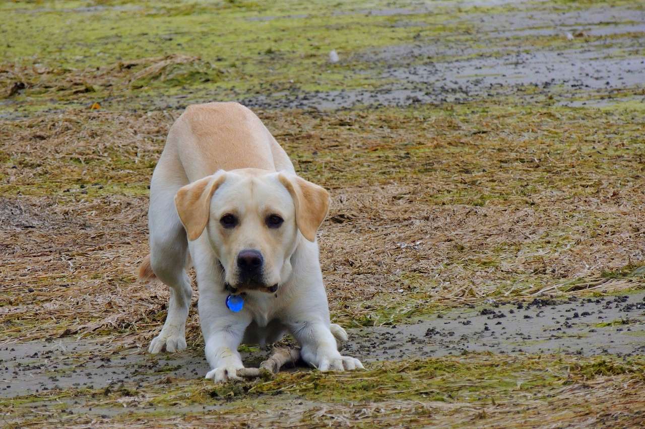 Your dog will love you forever if you take him to Button Bay.