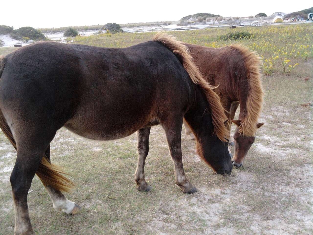 Assateague State Park