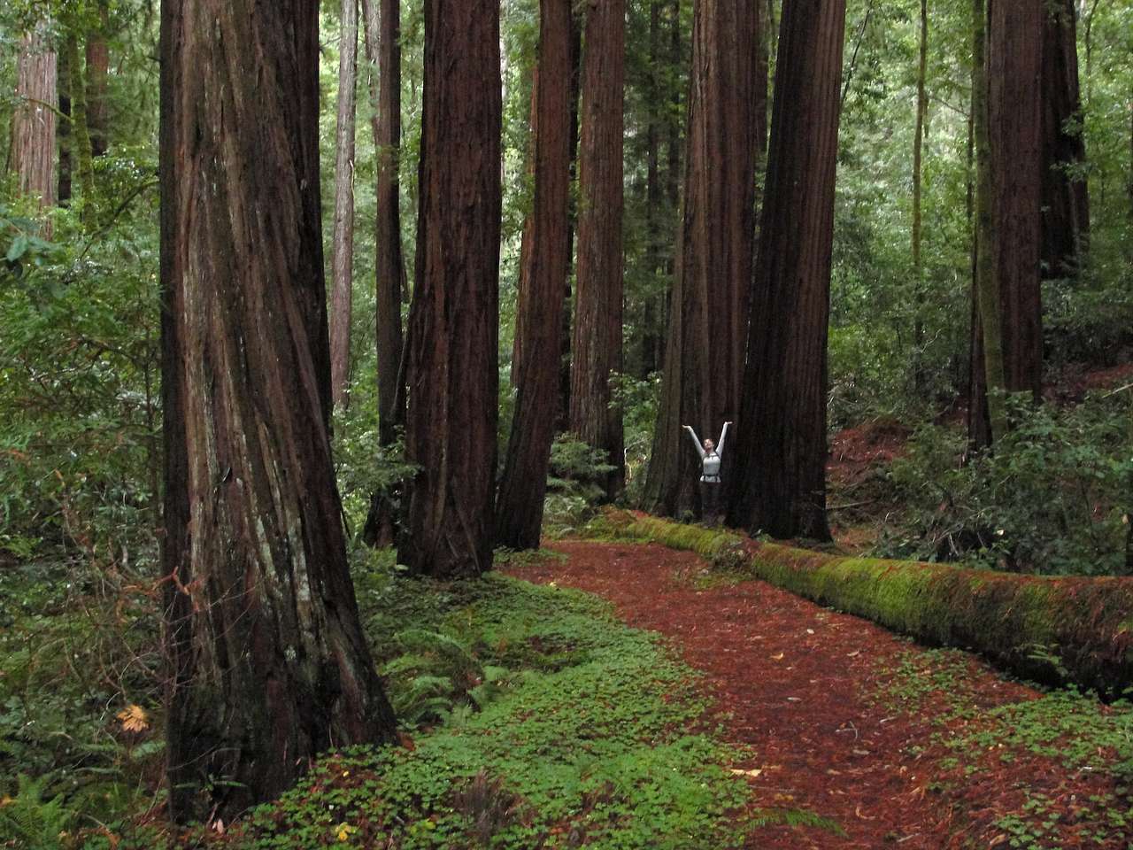 Sequoia Group Camps