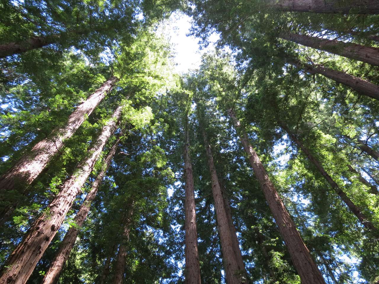 Henry Cowell Redwoods State Park