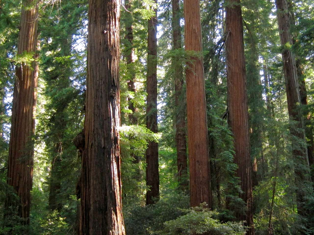 Madrone Cabin Area