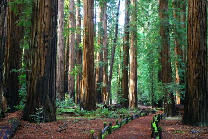 Richardson Grove State Park