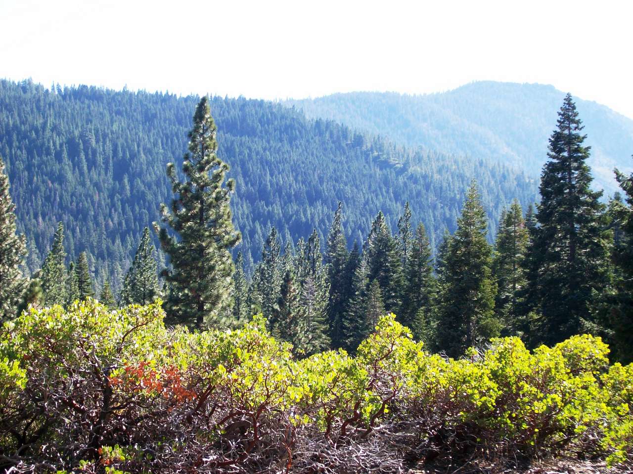 Upper Jamison Creek Campground