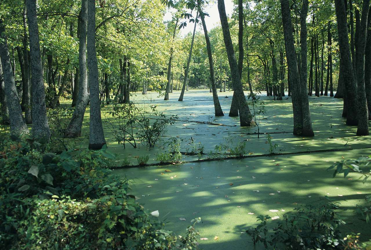 Big Thicket National Preserve