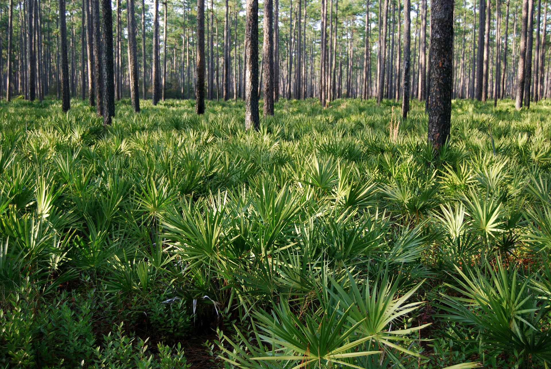 Osceola National Forest