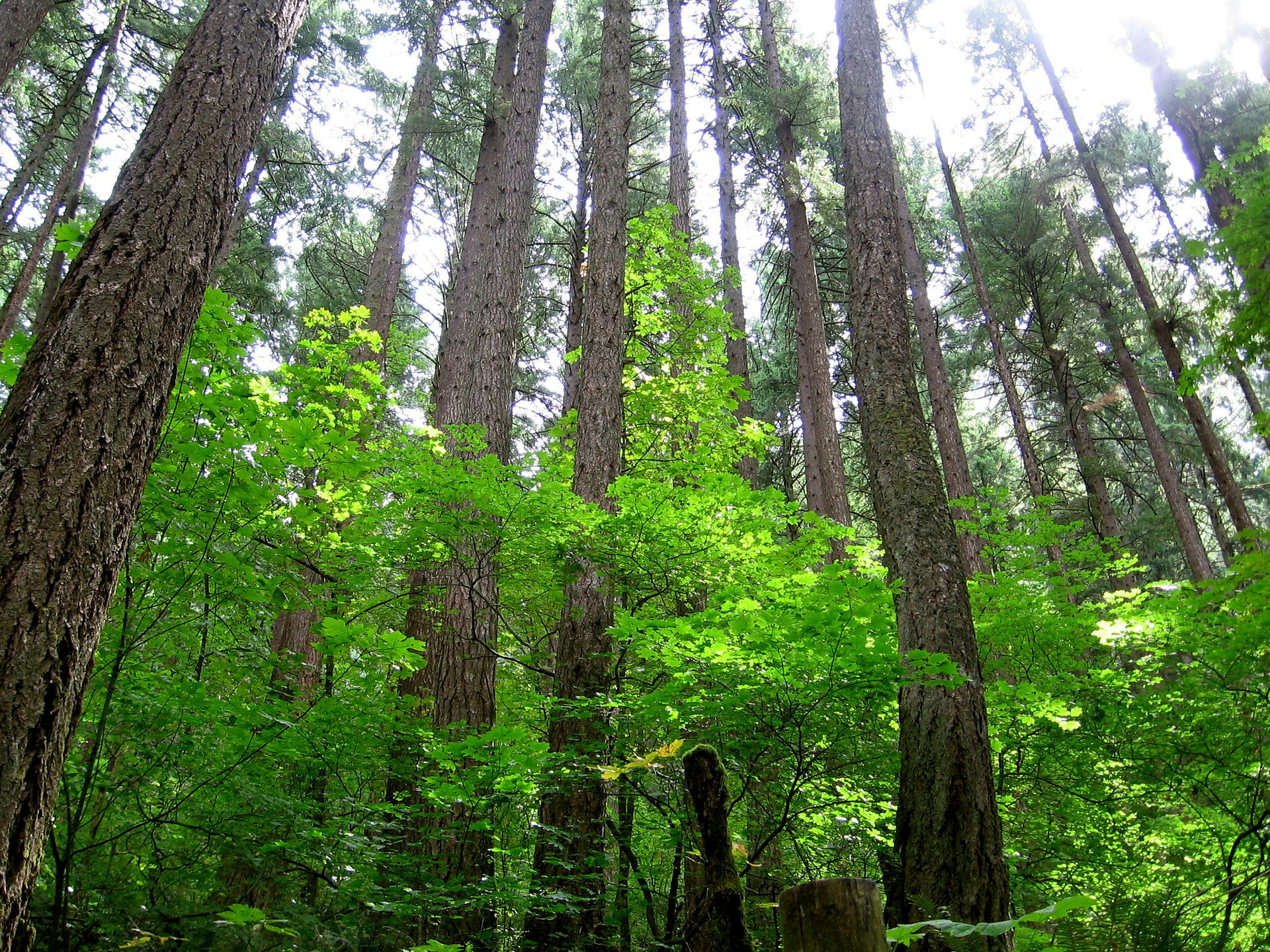 Ainsworth State Park