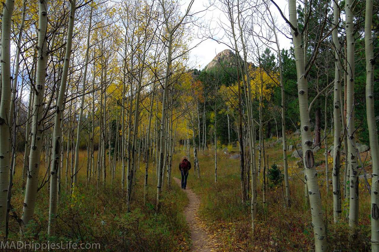 Aspen Meadow