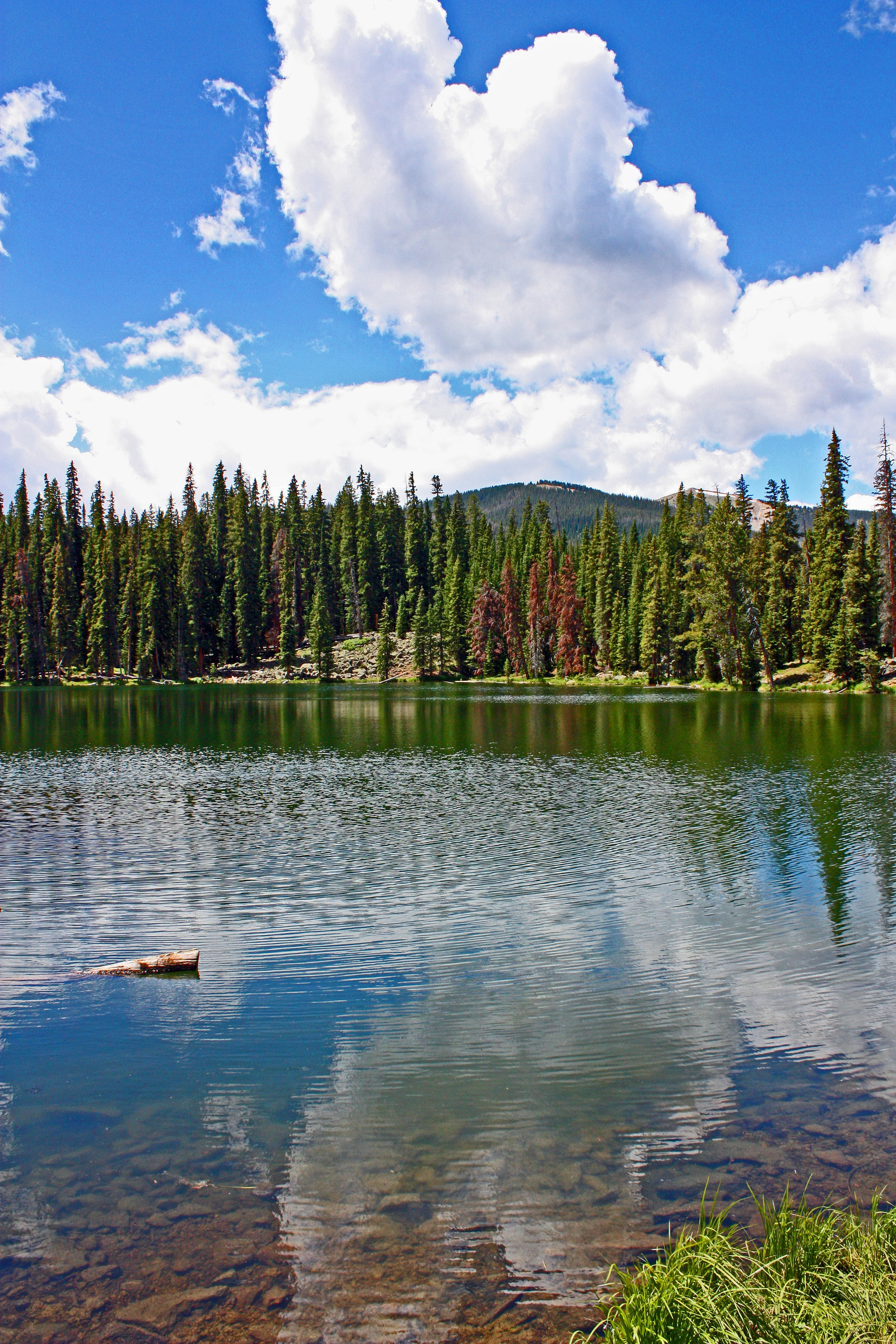 Arapaho National Forest