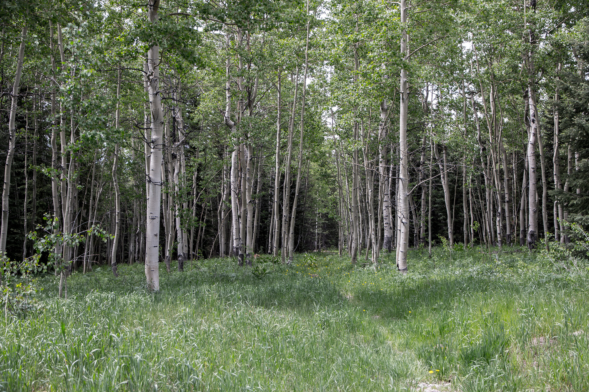 Cutthroat Bay Group Campground