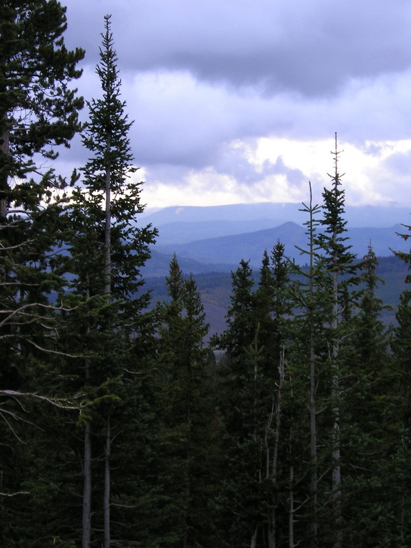 Routt National Forest