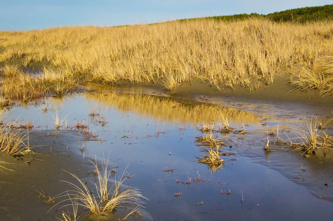 Grayland Beach State Park