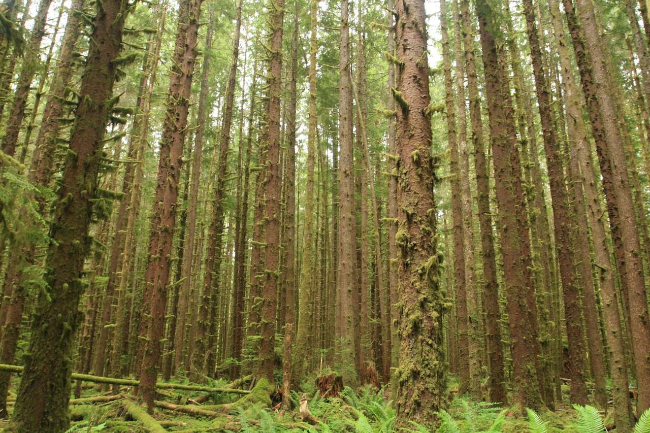 Olympic National Forest