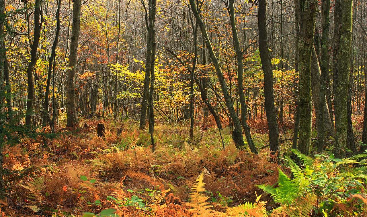 Ravensburg State Park