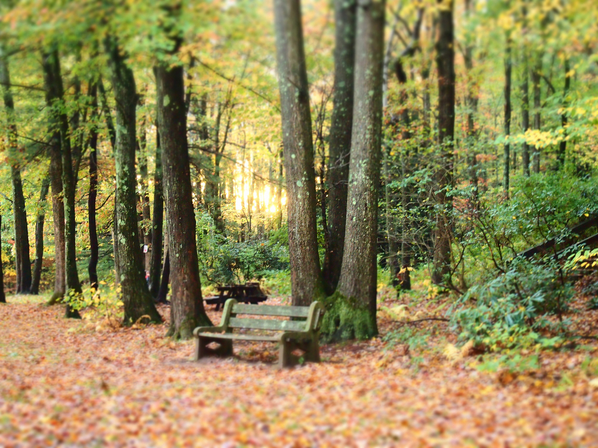 Tuscarora State Park