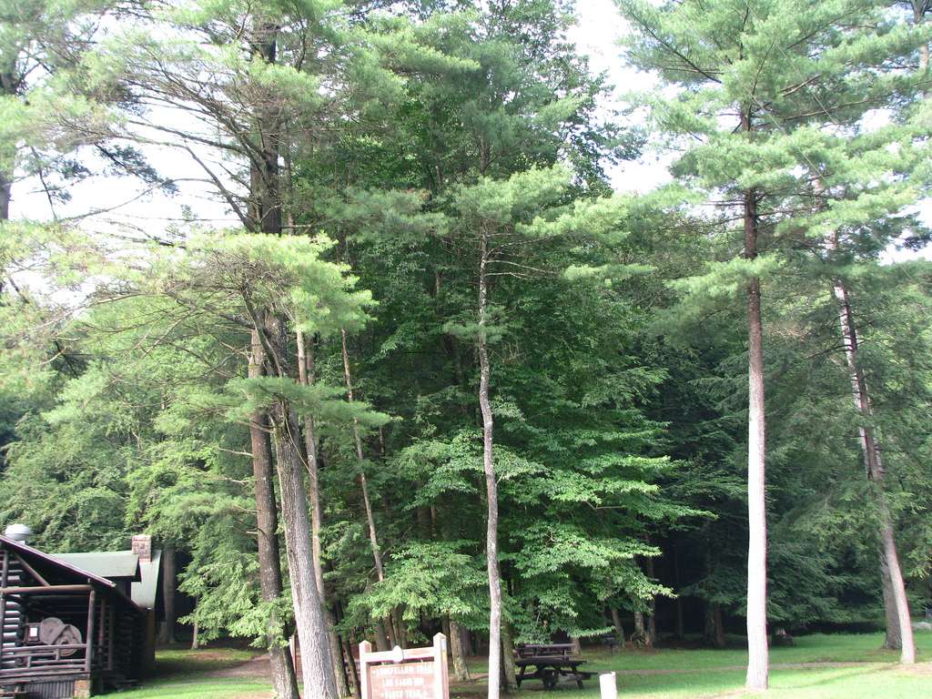 Cook Forest Park Campground