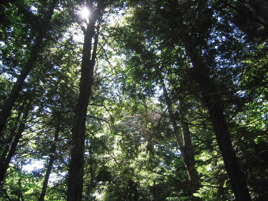 DAR State Forest
