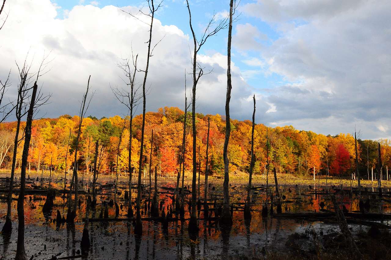 Calvert Cliffs State Park