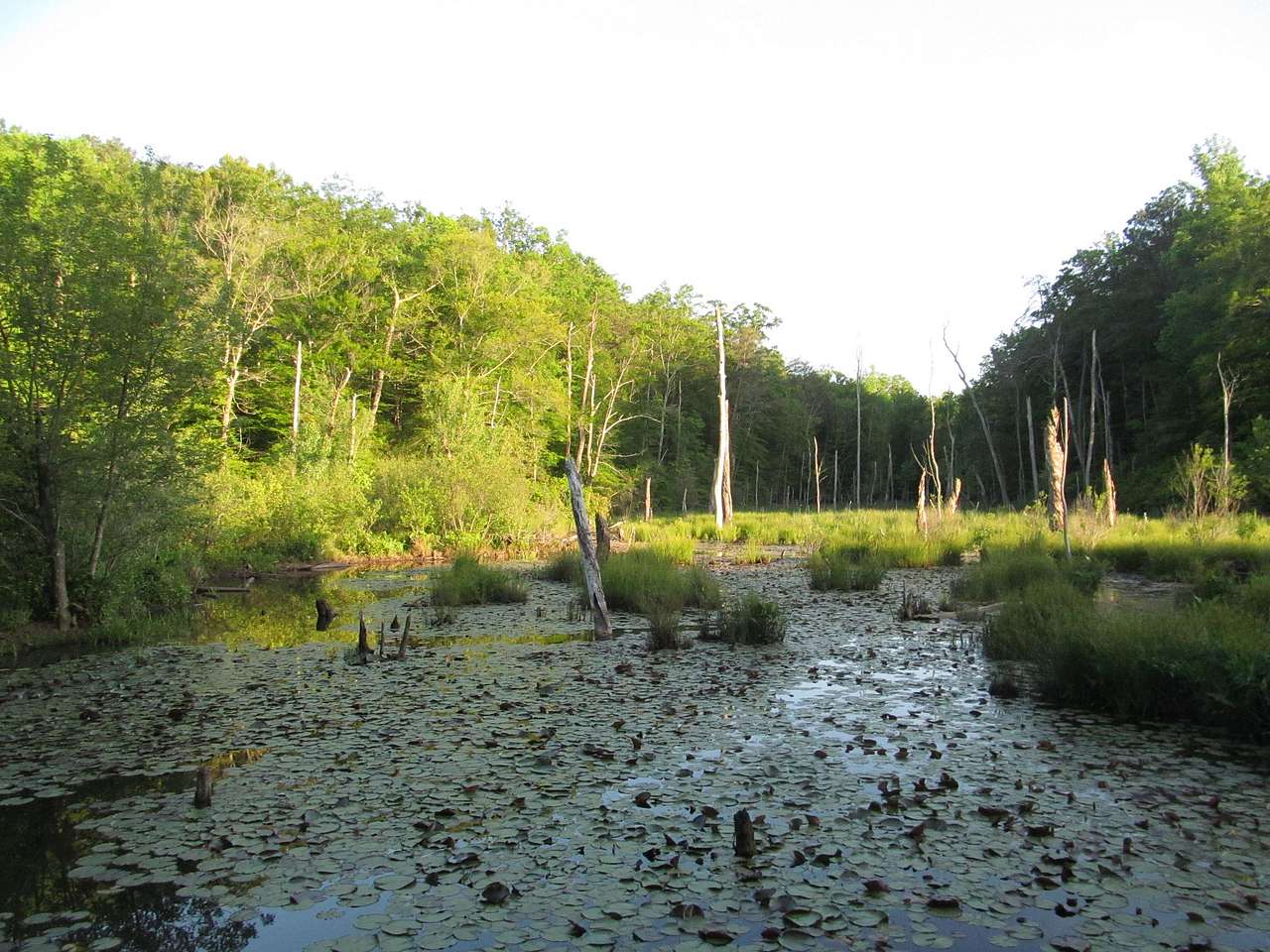 Calvert Cliffs Campground