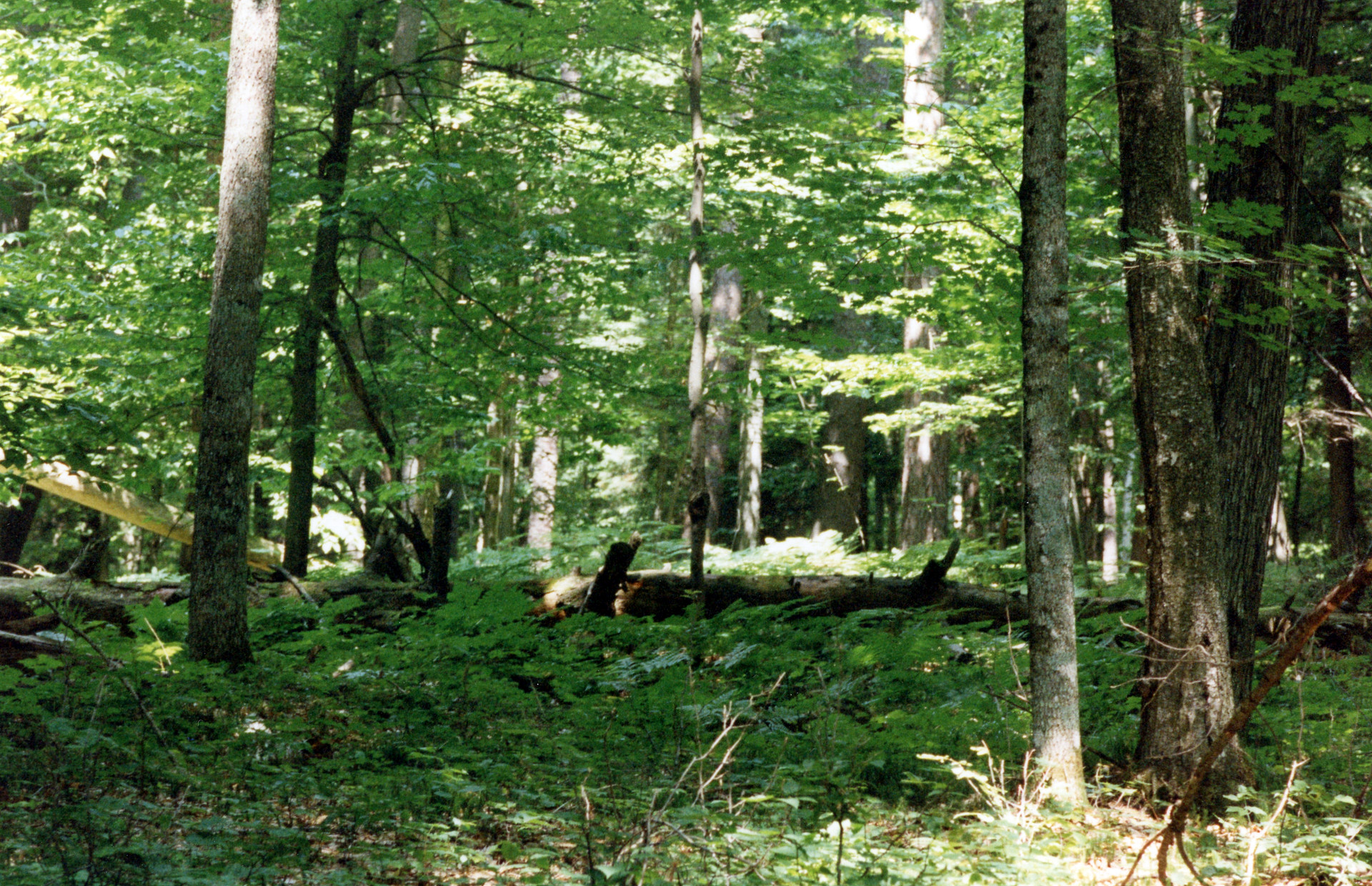 Hartwick Pines State Park