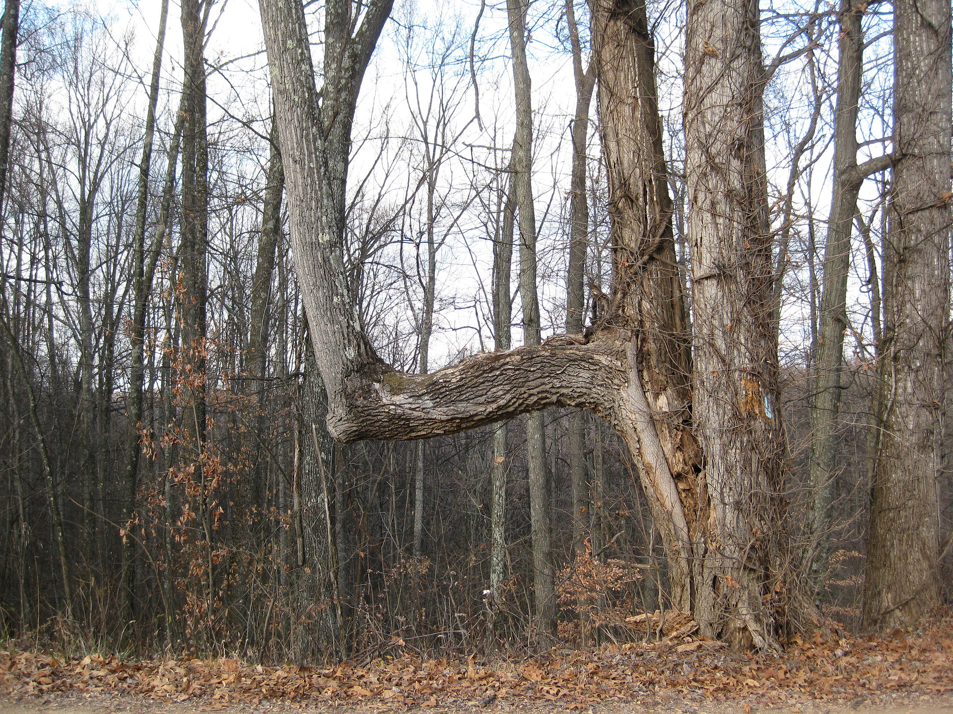 Tar Hollow State Forest